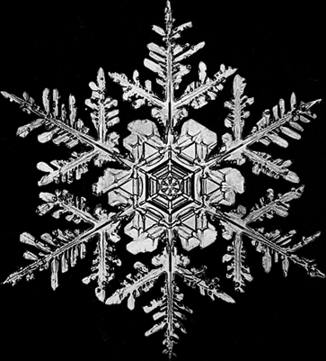 Bentley on Snowflake Photographed By Wilson Bentley